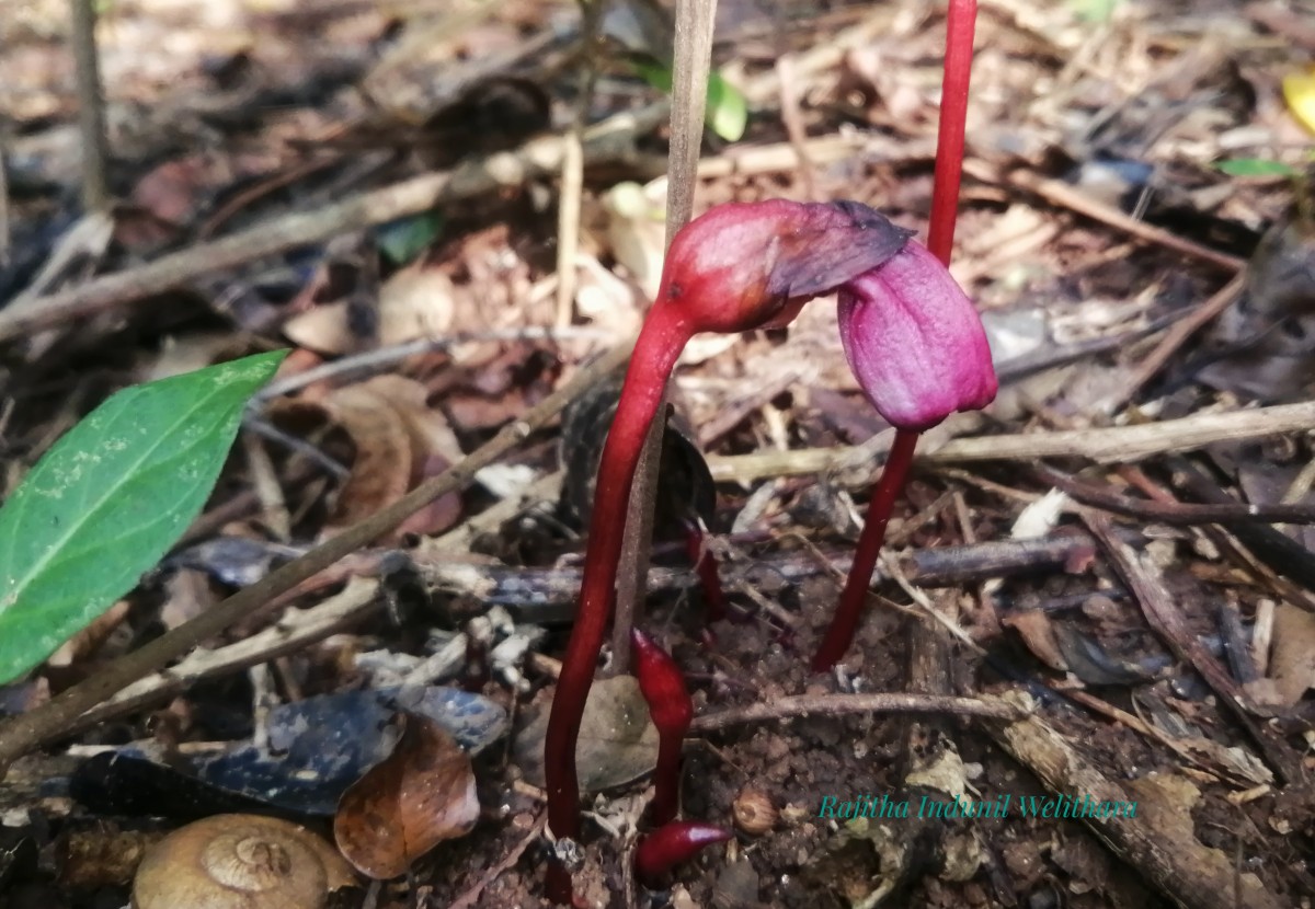 Aeginetia indica L.